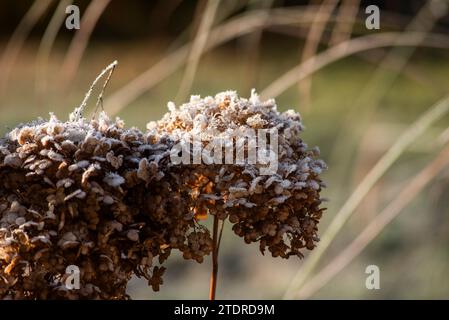 Schöne getrocknete Wildblumen hortensia im Herbst. Stockfoto