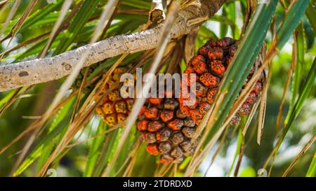 Großaufnahme tropischer Baum Pandanus odoratissimus Frucht auf Sonnenlicht in Thailand. Schraube Kiefer, Pandanus tectorius, Pandanus odoratissimus, Pandan pantai Stockfoto