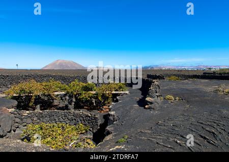 Weinreben auf schwarzem vulkanischem Boden in den Weinbergen von La Geria Azinast wolkenlos blauem Himmel. Lanzarote, Kanarische Inseln, Spanien. Stockfoto