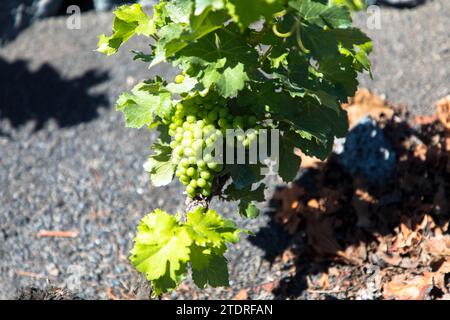 Weinreben auf schwarzem vulkanischem Boden in den Weinbergen von La Geria Azinast wolkenlos blauem Himmel. Lanzarote, Kanarische Inseln, Spanien. Nahaufnahme. Stockfoto