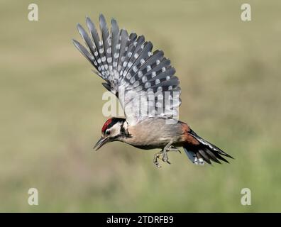 Großer Spotted Woodspecht, Dendrocopos Major, im Flug Stockfoto