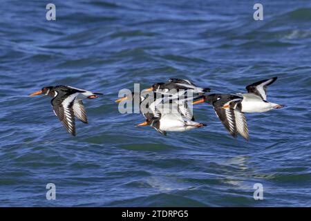 Gewöhnliche Rattenfänger / eurasische Austernfänger (Haematopus ostralegus) fliegen im Winter über dem Seewasser entlang der Nordseeküste Stockfoto