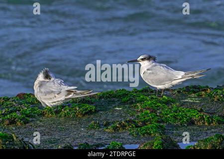 Zwei Sandwichseeschwalben (Thalasseus sandvicensis / Sterna sandvicensis) ruhen im Winter an der felsigen Küste entlang der Nordseeküste Stockfoto