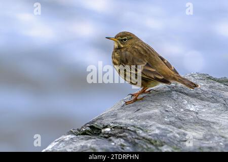 Europäische Felsenpipit (Anthus petrosus littoralis), die im Winter an der felsigen Küste entlang der Nordseeküste ruht Stockfoto