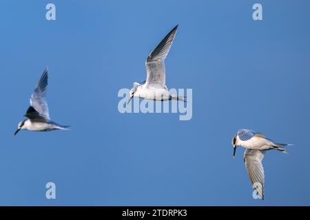 Drei Sandwichseeschwalben (Thalasseus sandvicensis / Sterna sandvicensis) fliegen im Winter entlang der Nordseeküste Stockfoto