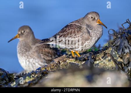 Zwei violette Sandpfeifer (Calidris maritima) in nicht-Brutgefieder, die im Winter an der Nordseeküste auf Felsen ruhen Stockfoto