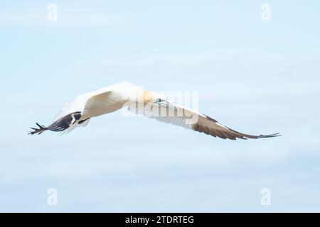 Nördliche Tölpel auf Saltee Island, Irland Stockfoto