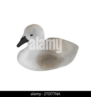 Aquarellgrau Babyschwan isoliert handgezeichnet netter kleiner Vogel für Poster, Postkarten, Logo, Baby Dekor 2024, Neugeborenes Design, Hochzeitseinladungen Stockfoto