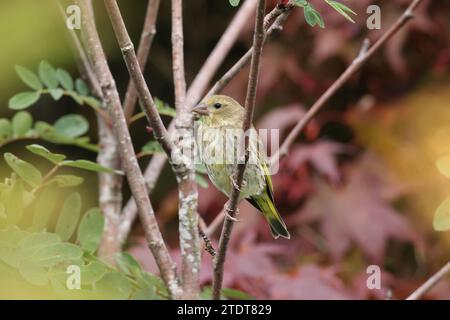 Grünfinke, Carduelis chloris, in einem Garten, Mid Wales, großbritannien Stockfoto