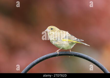 Grünfinke, Carduelis chloris, in einem Garten, Mid Wales, großbritannien Stockfoto