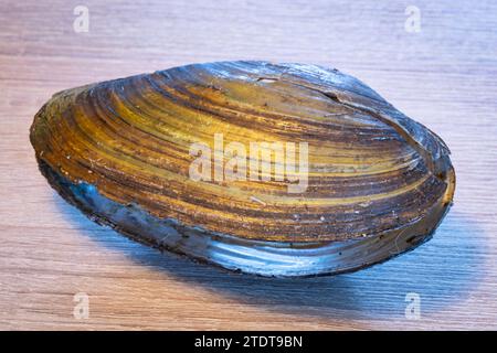 Detailbild der Malermuschel (Unio pictorum) auf einem Tisch Stockfoto