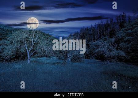 Grasbewachsene Waldlichtung im Sommer bei Nacht. Wundervolle Landschaft im Vollmondlicht Stockfoto