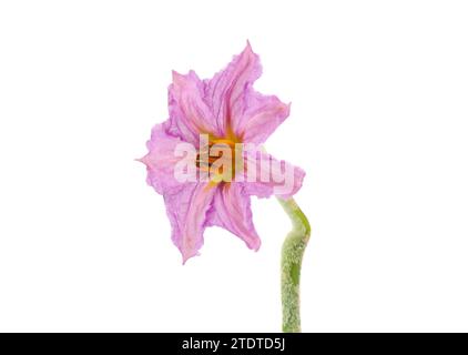 Auberginenblüte isoliert auf weißem Hintergrund, Solanum melongena Stockfoto