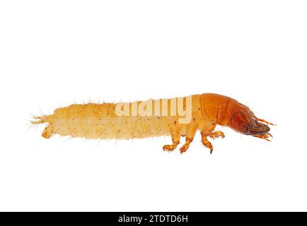 Gemahlene Käfer-Larve isoliert auf weißem Hintergrund, Carabidae sp Stockfoto