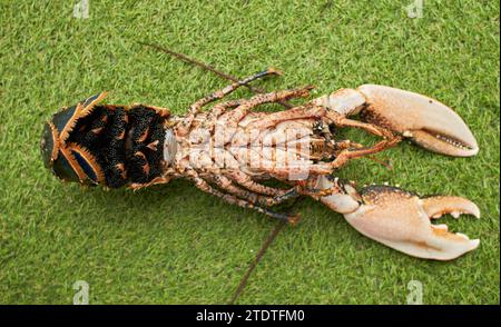 Hummerschmiermittel, roh, mit isoliertem schwarzen Kaviar Stockfoto