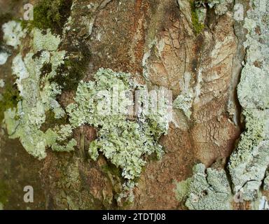 Foliose Flechte auf Tannenstamm Stockfoto