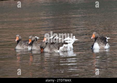 Ein Geklein von Graugänsen, die in einem See in der Türkei schwimmen Stockfoto