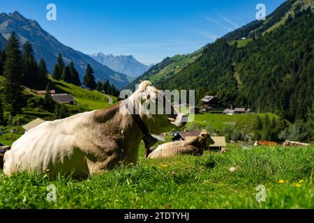 Jersey Cow weidet auf alpinen Wiesen. Kühe bei Sonnenuntergang. Kuh auf einer grünen Graswiese. Kühe schauen auf das grüne Feld. Bauernhof auf dem Land mit Kühen auf der Wiese Stockfoto