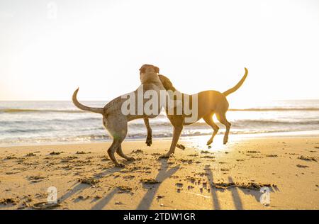 Zwei Hunde spielen am Strand Stockfoto