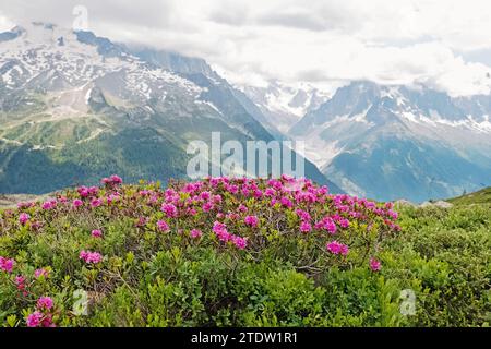 Idillyc Alpenlandschaft mit rosafarbenen Frühlingsblumen und schneebedeckten Bergen im Hintergrund. Stockfoto