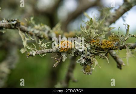 Verschiedene Arten von Flechten auf Baumrinde Stockfoto