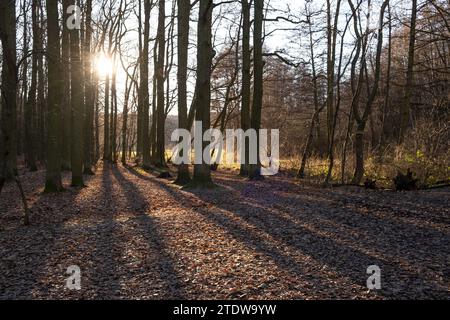 Ein sonniger Tag im Winterpark in Prag malerische Szene Sonnenstrahlen Licht werfen Bäume Bänke Stockfoto