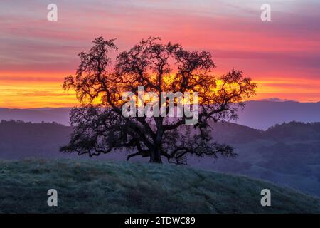 Lone Oak Tree auf einem Hügel zur Goldenen Stunde. Joseph D Grant County Park, Santa Clara County, Kalifornien, USA Stockfoto