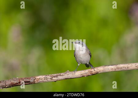 Kleiner Whitethroat, Sylvia curruca auf einem Ast. Unscharfer grüner Hintergrund. Stockfoto