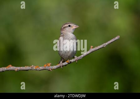 Haussperling, Passer domesticus, auf einer Ast. Grüner Hintergrund. Stockfoto