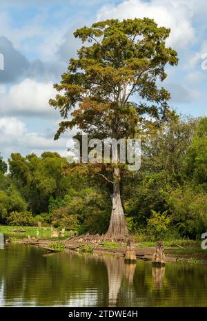 Große kahlköpfige Zypressen in untergetauchtem Land, die in ruhigen Gewässern des Bayou des Atchafalaya Basin nahe Baton Rouge Louisiana zu sehen sind Stockfoto