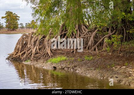 Wurzeln und Knie von kahlköpfigen Zypressen liegen am Ufer in ruhigen Gewässern des Bayou des Atchafalaya Basin in der Nähe von Baton Rouge Louisiana Stockfoto