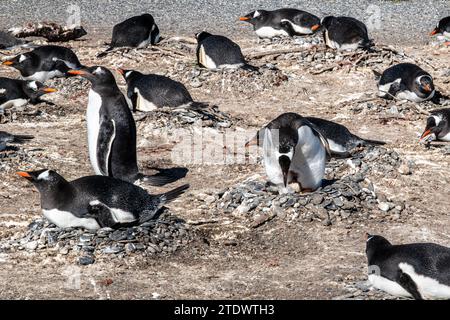 Pinguine sind im Beagle Channel zu sehen. Die schönen Pinguine kommen Anfang Oktober auf Isla Martillo an, wenn ihr Fortpflanzungszyklus beginnt Stockfoto