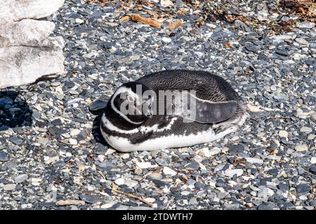 Pinguine sind im Beagle Channel zu sehen. Die schönen Pinguine kommen Anfang Oktober auf Isla Martillo an, wenn ihr Fortpflanzungszyklus beginnt Stockfoto