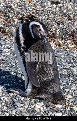 Pinguine sind im Beagle Channel zu sehen. Die schönen Pinguine kommen Anfang Oktober auf Isla Martillo an, wenn ihr Fortpflanzungszyklus beginnt Stockfoto