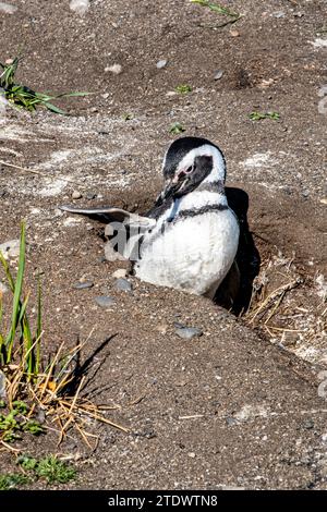 Pinguine sind im Beagle Channel zu sehen. Die schönen Pinguine kommen Anfang Oktober auf Isla Martillo an, wenn ihr Fortpflanzungszyklus beginnt Stockfoto