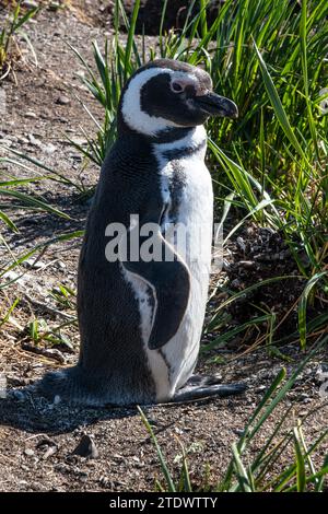 Pinguine sind im Beagle Channel zu sehen. Die schönen Pinguine kommen Anfang Oktober auf Isla Martillo an, wenn ihr Fortpflanzungszyklus beginnt Stockfoto