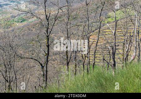 Blick auf das Jerte-Tal vom Aussichtspunkt Tornavacas in Extremadura, Spanien Stockfoto