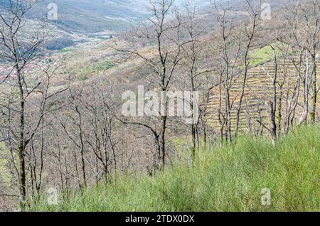 Blick auf das Jerte-Tal vom Aussichtspunkt Tornavacas in Extremadura, Spanien Stockfoto