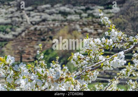 Landschaft im Frühling mit Kirschblüten im Jerte-Tal, Extremadura, Spanien Stockfoto