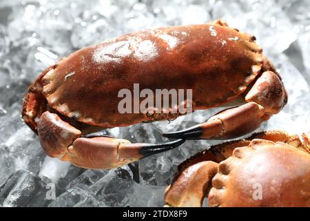Leckere gekochte Krabbe auf Eiswürfeln, Nahaufnahme Stockfoto