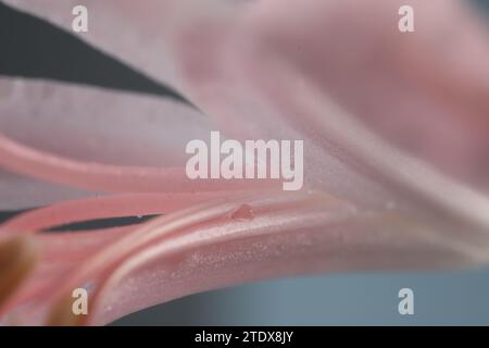 Schöne rosa Bowdenblume auf unscharfem Hintergrund, Makroansicht Stockfoto