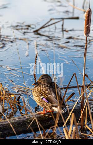 Weibliche Mallard-Ente am Wasserrand in Steveston British Columbia Kanada Stockfoto