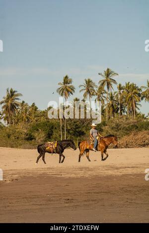 Pferderuhe: Pferde schlendern anmutig am tropischen Strand entlang, ihre Hufe prägen die sandige Leinwand, eingerahmt von sich wiegenden Palmen. Stockfoto