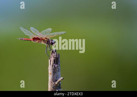 Eine einsamer männlicher Common Glider-Libelle ruht kurz auf einem gebrochenen Ast, bevor sie in St. Lawrence, QLD, Australien, Flugtauchfliegen nach Insekten nimmt. Stockfoto