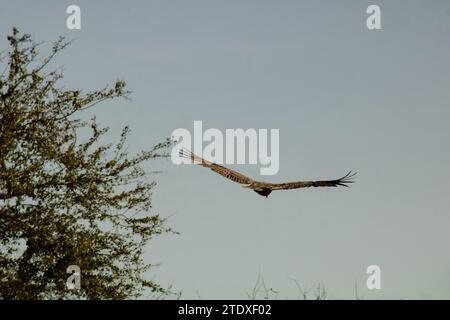 Ein majestätischer Falke schwebt anmutig in der Nähe der Baumkronen, seine Flügel schneiden sich durch die Luft in einer Ausstellung ungezähmter Eleganz und grenzenloser Freiheit. Stockfoto