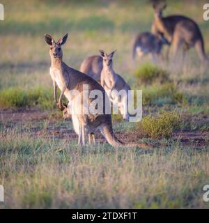 Ein dominantes Weibchen oder „Reh“ und ihr joey stehen vor einem großen ostgrauen Mob von Kängurus, der sich auf Grünland-Habitat ernährt und das Risiko bewertet. Stockfoto