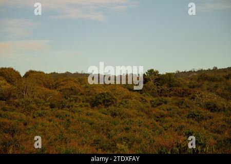 Tropische Wandteppiche: Üppige Landschaften mit lebendigem Grün und in warmen Farbtönen getaucht, wo dichte Vegetation auf die Umarmung einer tropischen Atmosphäre trifft. Stockfoto