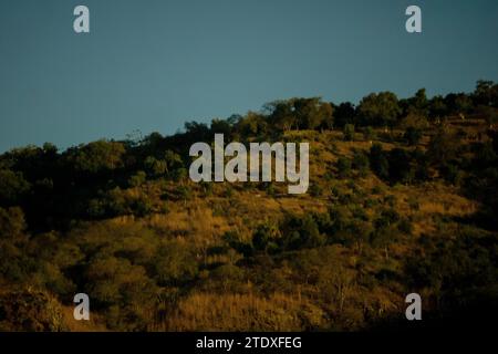 Tropische Wandteppiche: Üppige Landschaften mit lebendigem Grün und in warmen Farbtönen getaucht, wo dichte Vegetation auf die Umarmung einer tropischen Atmosphäre trifft. Stockfoto