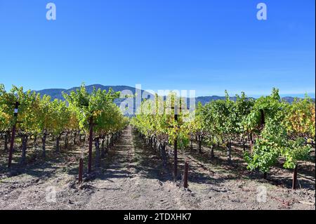 Rutherford, Kalifornien, USA. Weinberge, die die frühen Herbsttöne enthüllen, füllen die Landschaft im Napa Valley. Stockfoto