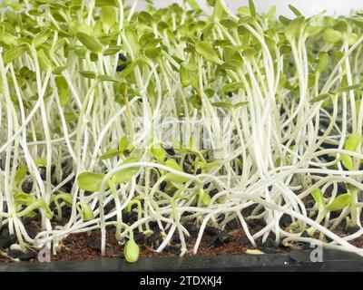 Grüne Setzlinge der Sonnenblumengruppe grüner Sprossen wachsen aus dem Boden, Nahaufnahme eines Sprosses von Sonnenblumenmikrogrün, der in Torftöpfen wächst Konzept Stockfoto